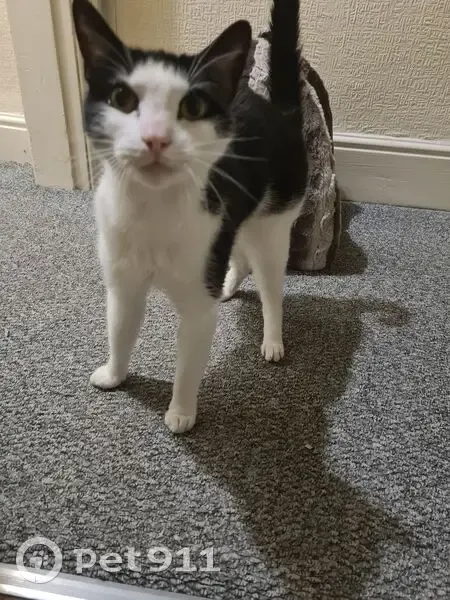 Lost male cat, South Road, Gravelly Hill, Erdington - tuxedo with a possible bold patch - photo