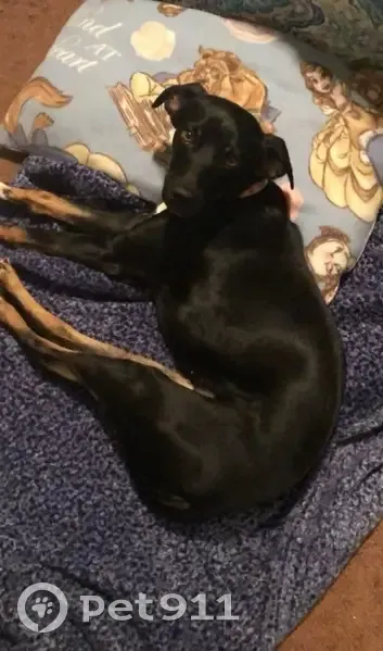 Lost female dog, Lively Hope Road, Summerville - skittish but sweet - photo