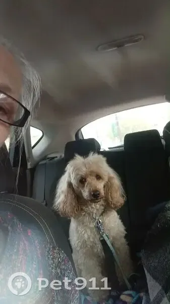 Perdu Chien mâle, Chemin du Grand Noble, 811, Condom - caniche abricot - photo
