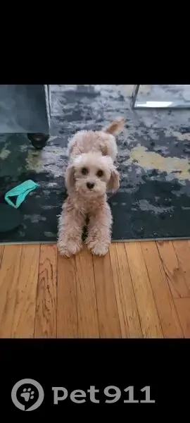 Lost female dog, Flat Shoals Road, Union City - apricot 6Ib - photo