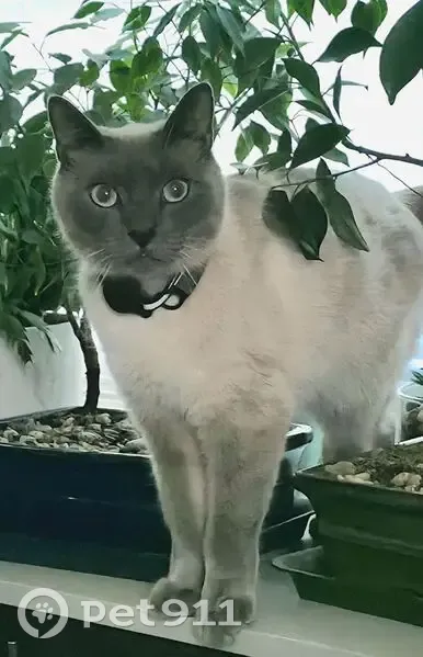 Lost Male Cat, Aldrich Street Northeast, Aiken - Blue Point Siamese - photo