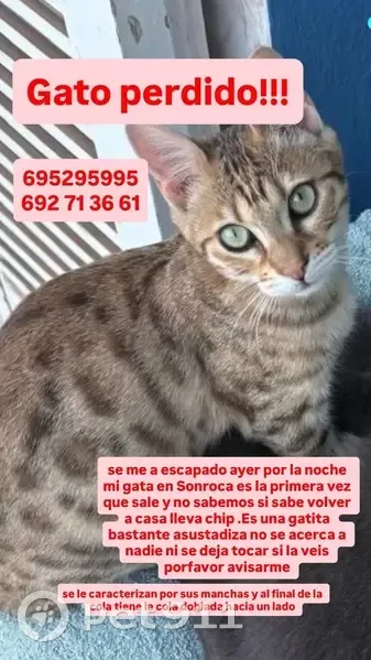 Perdido gato hembra, Carrer del Cap del Pinar, 2, Palma - manchas tipo leopardo - photo