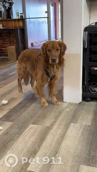 Lost male dog, Fairmount Avenue, Richmond - very friendly Golden Retriever - photo