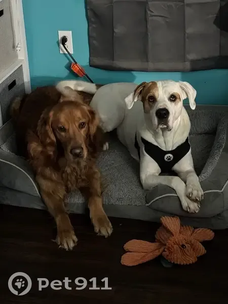 Lost male dog, Fairmount Avenue, Richmond - Great Dane/Mix - photo