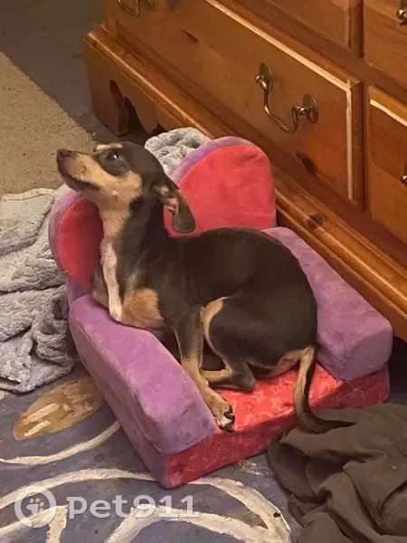 Lost dog, Canvas Back Road, Altoona - female chiweenie - photo