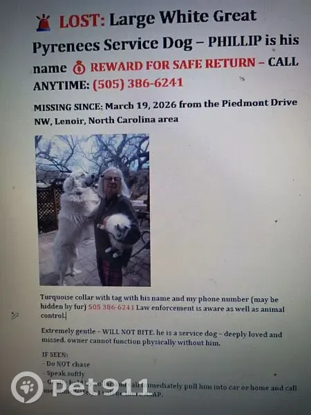 Lost dog, Ridge Street Northwest, Lenoir - male Great Pyrenees - photo