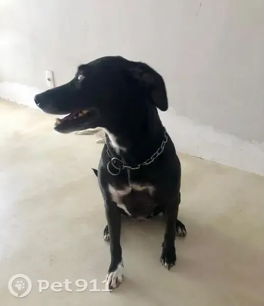 Cachorro encontrado Fêmea (brf002514) - photo