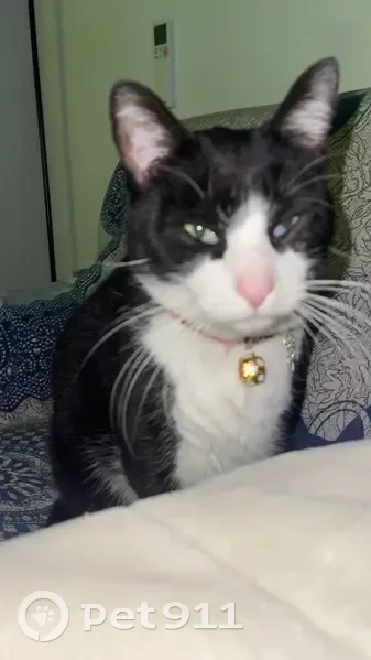 Encontrado gato masculino, Carrer del Castanyer, 5, Gandia - photo