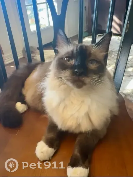 Lost female cat, High Ridge Road, Benbrook - ragdoll Siamese with blue eyes - photo