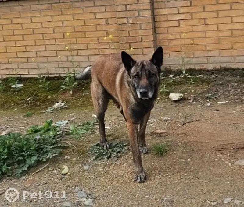 Encontrado perro masculino, Avenida Tarazona, 128, La Rinconada, Alcala de Guadaira - photo
