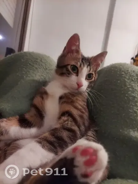 Perdido gato masculino, Carrer de Pere Martell, 18, Badalona - photo