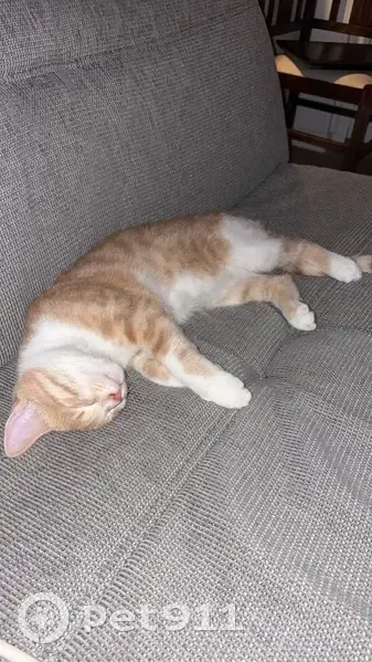 Chat disparu Garçon, Fresnay-sur-Sarthe (fl587387) - photo