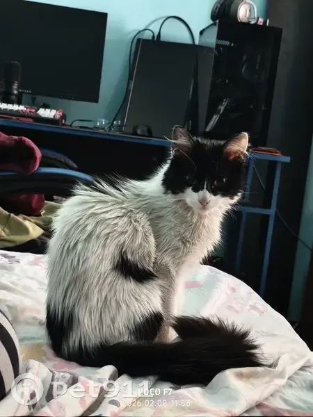 Perdido gato hembra, Ignacio Zaragoza, 21, Ciudad de México - Kira, blanca con manchas negras - photo