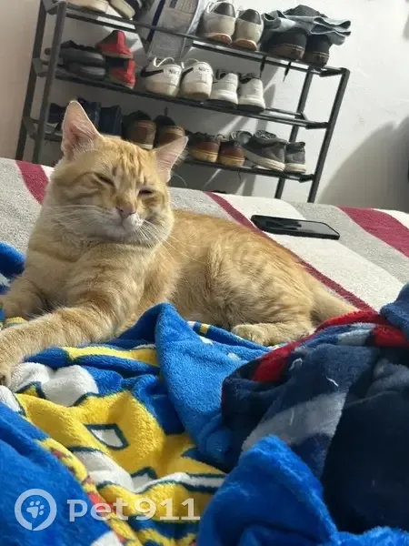 Perdido gato masculino, Calle 14, 375, Mérida - pelo largo - photo