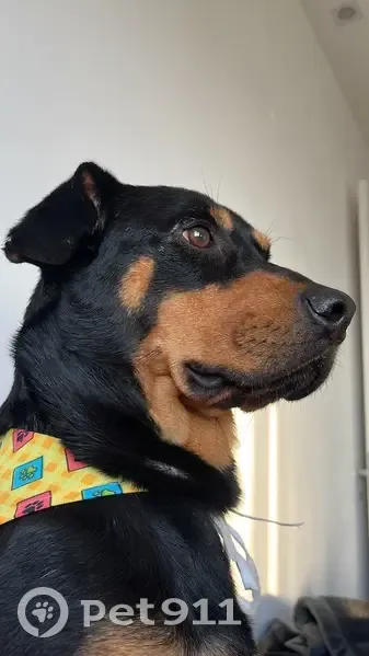 Cachorro perdido Macho (brl002516) - photo