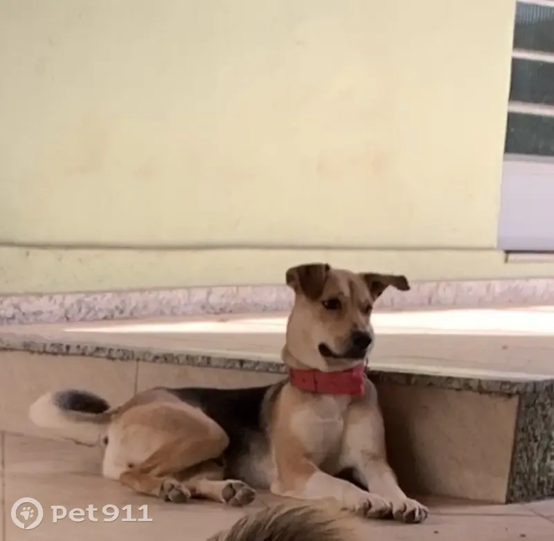 Cachorro perdido Macho (brl002517) - photo