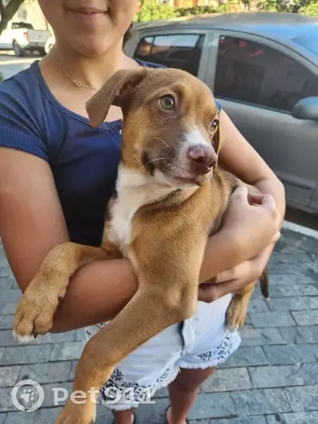 Cachorro encontrado Macho (brf002518) - photo