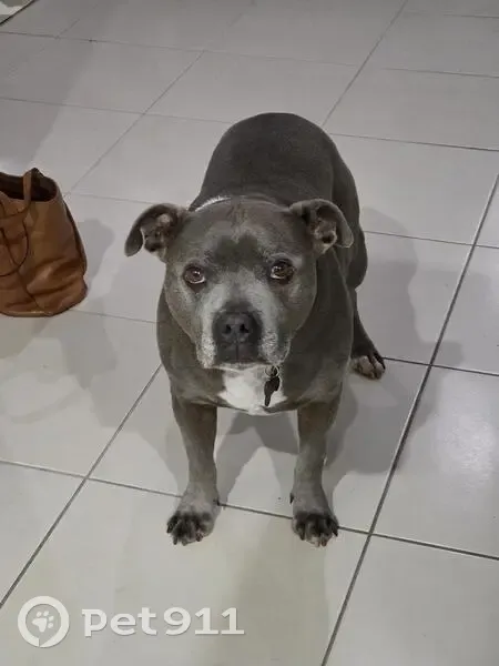 Lost male dog, Sussex Inlet Road, Sussex Inlet - Blue English Staffy - photo