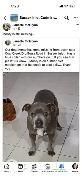 Lost male dog, Jacobs Drive, Sussex Inlet - blue staffy with white strip - photo