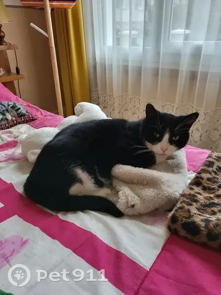 Perdu Chat homme, Rue des Roissys, Châtillon - ressemble à Félix publicitaire - photo