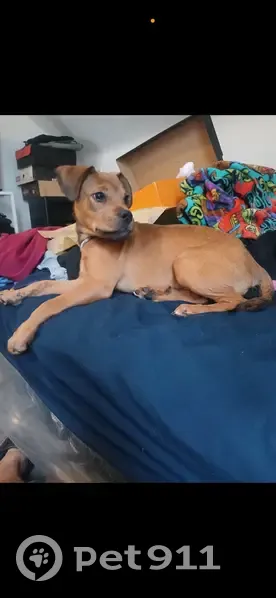 Lost male dog, Woodworth Street, Southfield - orange and black with a white spot - photo