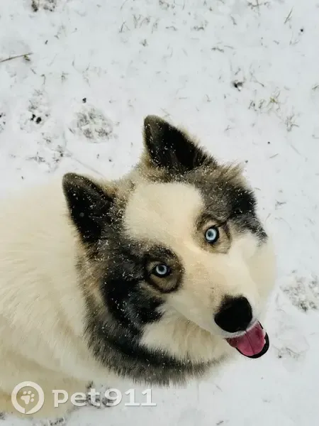 Lost male dog, Gray Highway, Gray - friendly husky named Koda - photo
