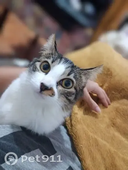 Gato desaparecido Fêmea (brl002519) - photo