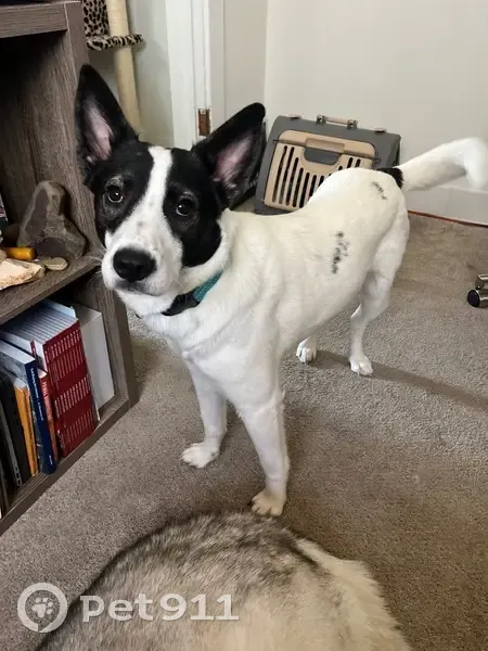 Lost female dog, East Cannon Point Drive, Salt Lake City - white heeler mix - photo