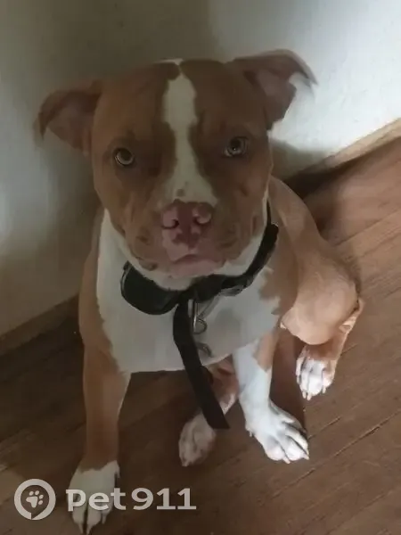 Lost female dog, Hillwood Drive, Clarksville - red nose pitbull - photo