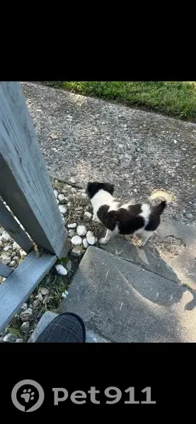 Lost male dog, West Kentucky Street, 3801, Louisville - black and white with long bushy tail - photo