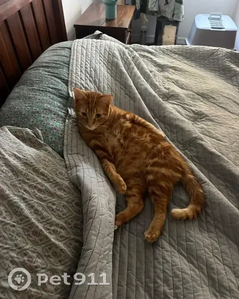 Lost male cat, West Palm Beach, Royal Palm Beach - darker orange tabby - photo
