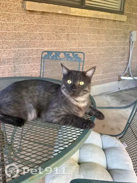 Lost male cat, 200 West, 1290, Bountiful - black with a Smokey undercoat - photo
