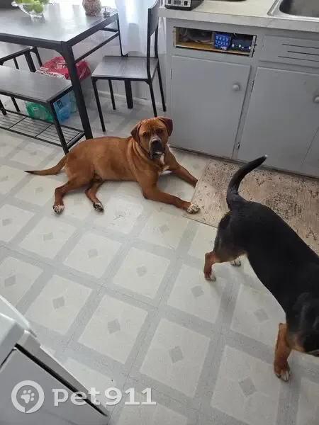 Lost male dog, Baldwin Boulevard, Flint - food motivated - photo