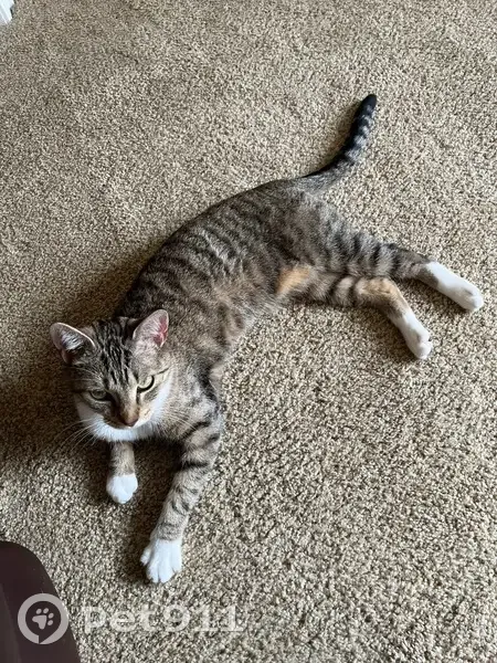 Lost female cat, East Ravens Ridge Drive, Columbia - brown/tan with black stripes - photo