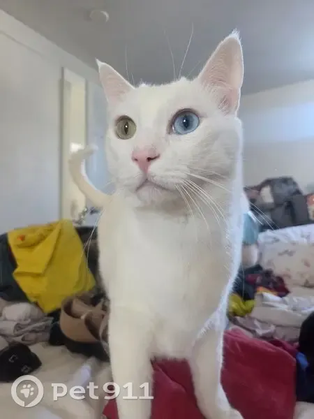 Missing cat Male, Dodge Center (usl533348) - photo