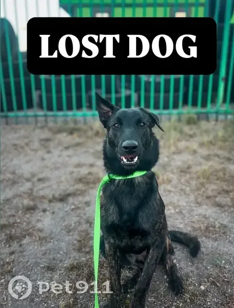 Lost male dog, West Sahuaro Street, Tucson - brindle with one ear up - photo