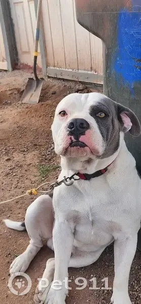 Missing dog Male, Phoenix (usl533351) - photo