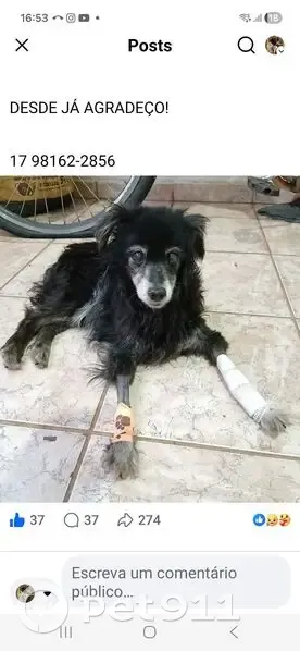 Cachorro perdido Fêmea (brl002520) - photo