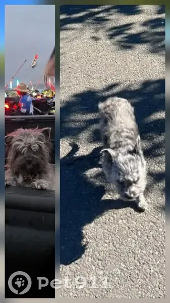 Lost male dog, Sandlake, Beaver - mixed small breed - photo