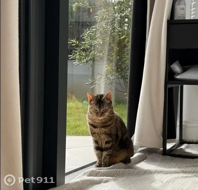 Chat perdu, Artigues-près-Bordeaux, Paris - femme, petite chatte craintive - photo