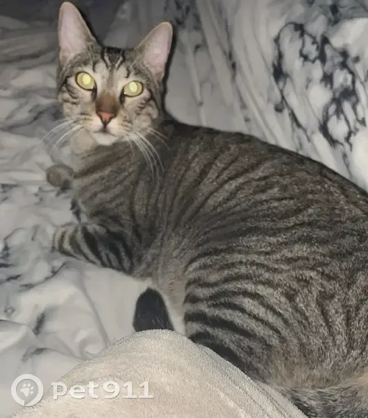 Perdido gato masculino, Carrer del Marqués de Campo, 16, Dénia - photo