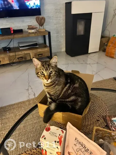 Perdu chat homme, Rue Robert Salé, Hénin-Beaumont - tigré, 9 mois - photo