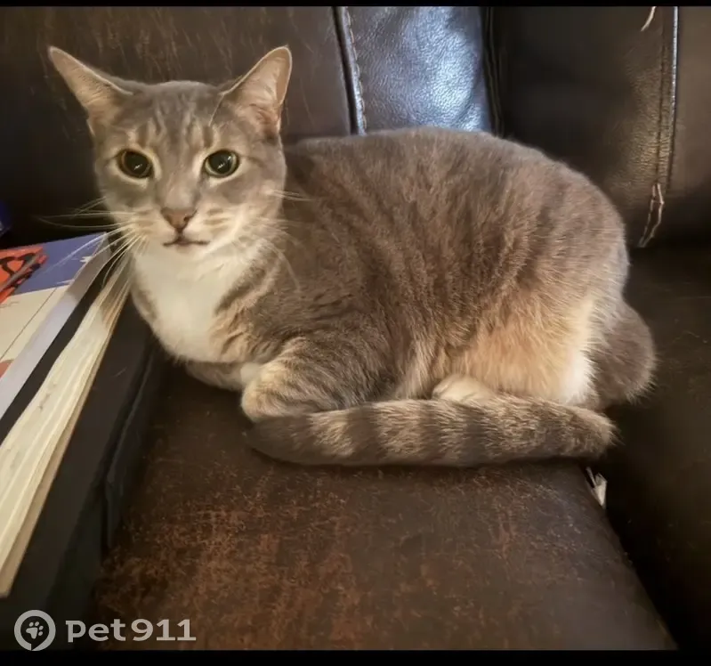 Lost female cat, Arundel Road, Pasadena - named Sushi - photo