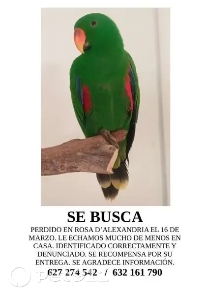 Perdido ave masculino, Carrer de la Rosa d'Alejandría, L'Hospitalet de Llobregat - loro verde intenso - photo