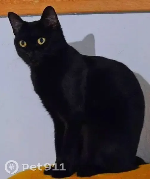 Chat perdu, Chemin du Pont de Bois, Toulon - chatte noire vaccinée et pucée - photo