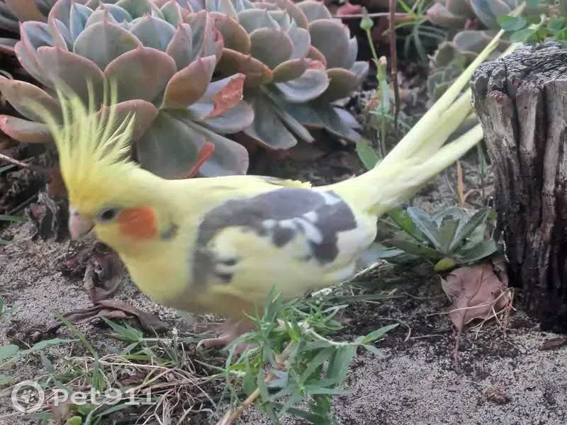Lost female bird, Melville, Western Australia - orange cheek, grey/yellow feathers - photo