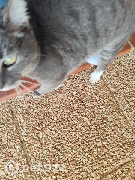 Chat trouvé, Belberaud - photo