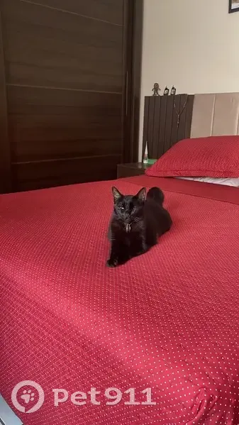 Gato desaparecido Fêmea (brl002522) - photo