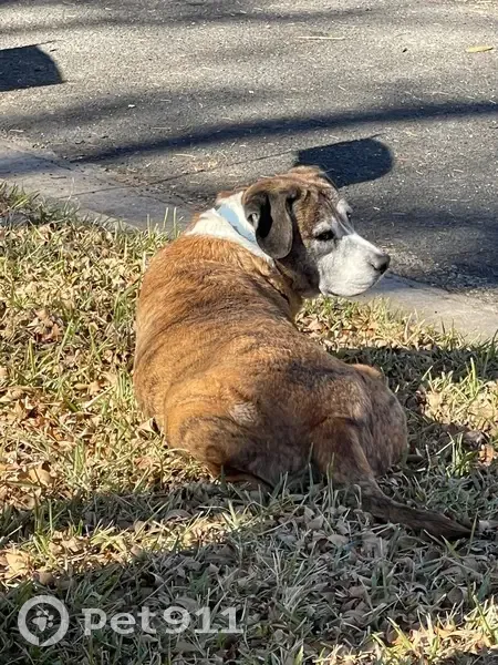 Lost male dog, Cervin Boulevard, Wells Branch - brown with black stripes - photo
