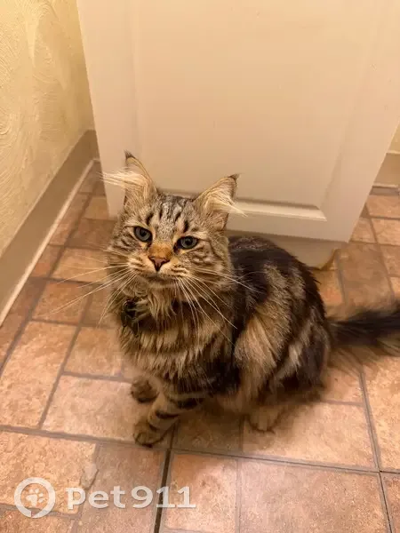 Lost male cat, Cross Lane, Abingdon - super friendly with an awesome coat - photo